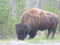 Cliquez ici pour voir la wildlife